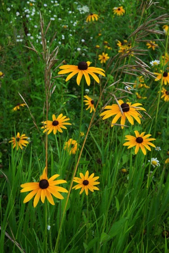 Wildflowers, Delaware Water Gap National Recreation Area (8317 SA).jpg Wildflowers, Delaware Water Gap National Recreation Area (8317 SA).jpg
